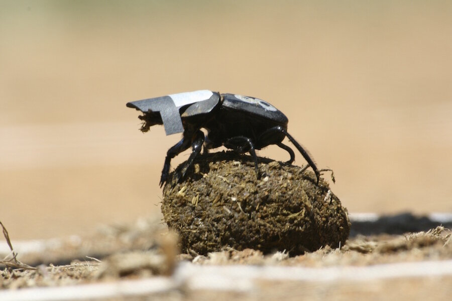Why we have dinosaurs to thank for today's dung beetles